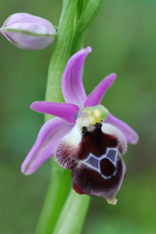 Ophrys argolica x delphinensis
