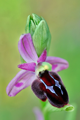Ophrys delphinensis x ferrum-equinum