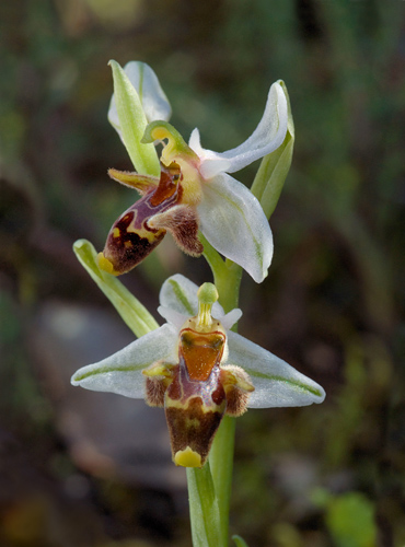 Ophrys dodekanensis
