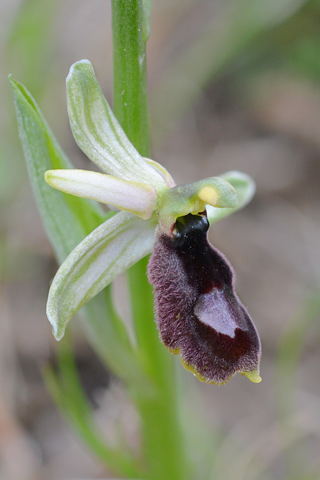 Ophrys drumana