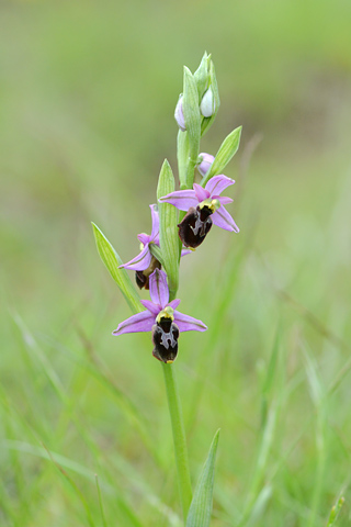 Ophrys drumana x fuciflora