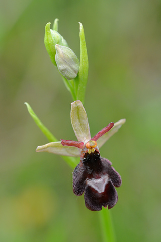 Ophrys drumana x insectifera