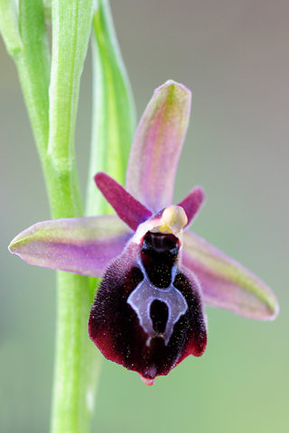 Ophrys argolica x ferrum-equinum