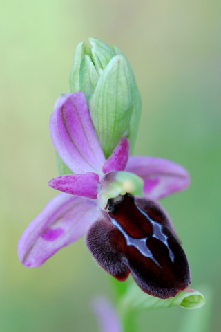Ophrys delphinensis x ferrum-equinum