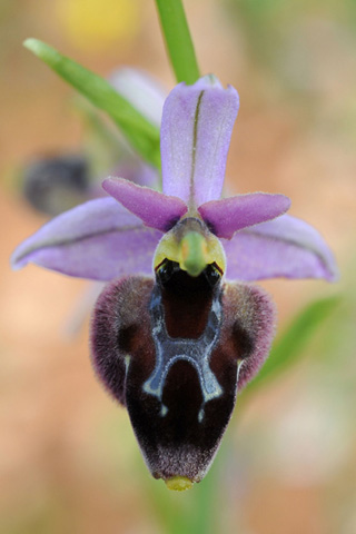 Ophrys ferrum-equinum x mycenensis