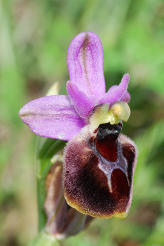 Ophrys ferrum-equinum x tenthredinifera