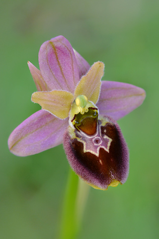 Ophrys aranifera x ficalhoana