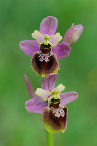 Ophrys aranifera x ficalhoana