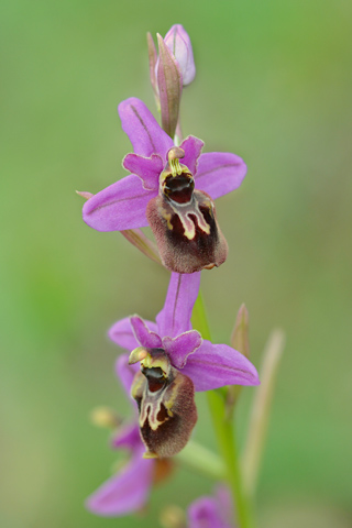 Ophrys aveyronensis x tenthredinifera