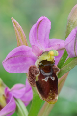 Ophrys ficalhoana x scolopax