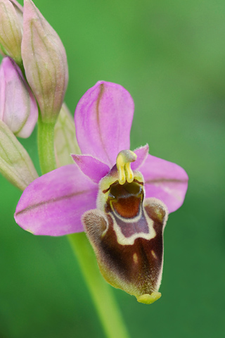 Ophrys ficalhoana x scolopax