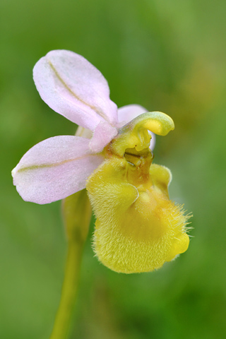 Ophrys ficalhoana hypochrome