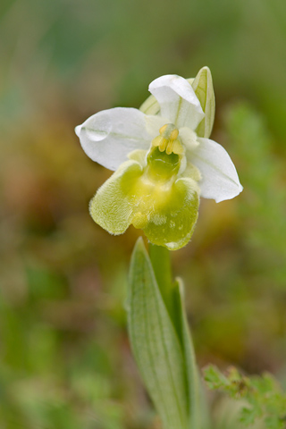 Ophrys ficalhoana hypochrome