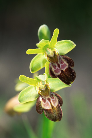 Ophrys aranifera x forestieri