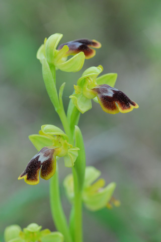 Ophrys forestieri x lutea