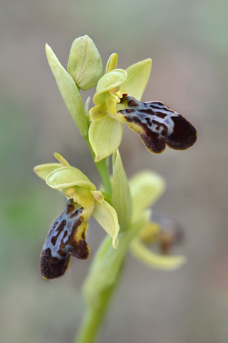 Ophrys forestieri x occidentalis