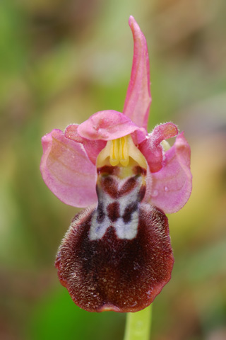Ophrys forestieri x tenthredinifera 