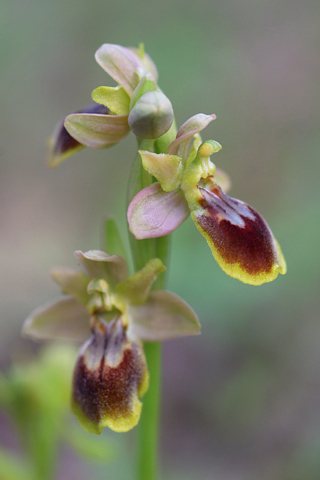 Ophrys forestieri x tenthredinifera 