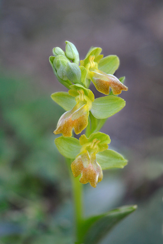 Ophrys forestieri lusus