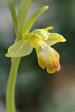 Ophrys forestieri lusus
