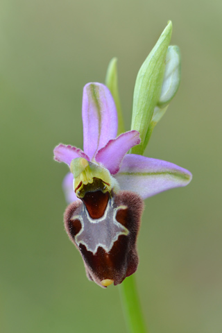 Ophrys aurelia x fuciflora