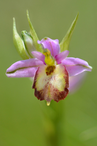Ophrys fuciflora lusus
