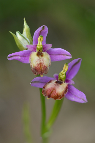 Ophrys fuciflora lusus