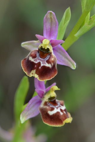Ophrys celiencis x gracilis