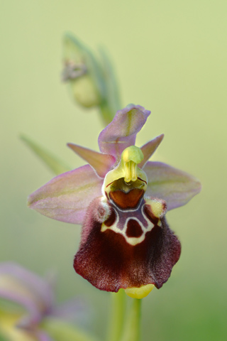 Ophrys dinarica x gracilis