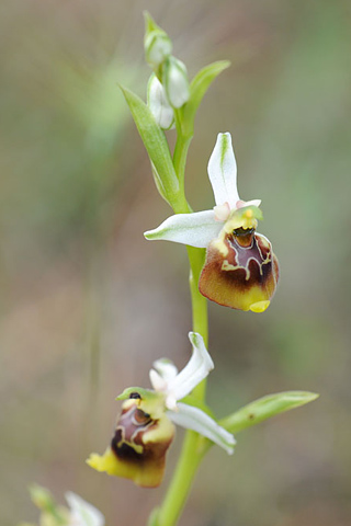 Ophrys gracilis x lacaitae