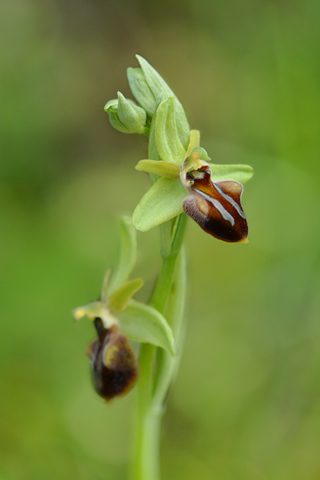 Ophrys grammica ssp. knossia
