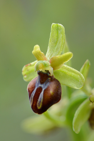 Ophrys grammica ssp. knossia