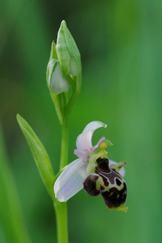 Ophrys gresivaudanica