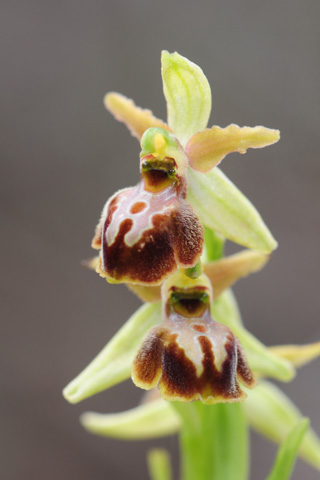 Ophrys hebes