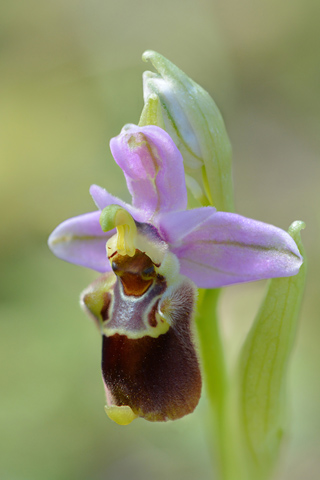 Ophrys heldreichii x tenthredinifera