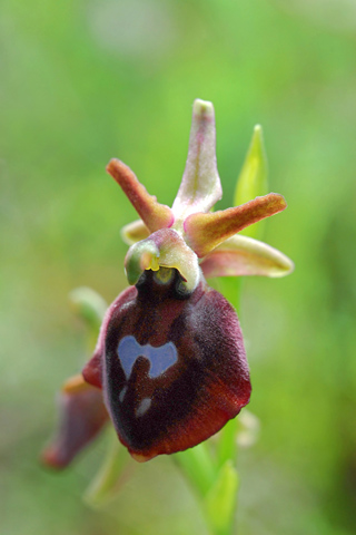 Ophrys ferrum-equinum x helenae