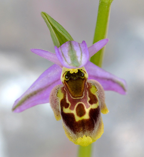 Ophrys homeri
