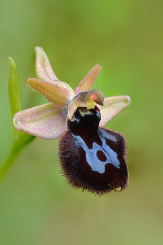 Ophrys bertolonii x incubacea