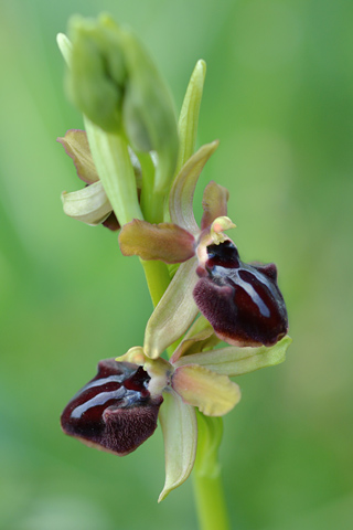 Ophrys incubacea x passionis