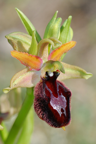 Ophrys incubacea x magniflora