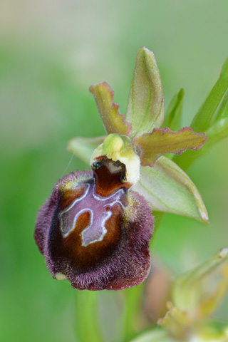 Ophrys incubacea x morisii