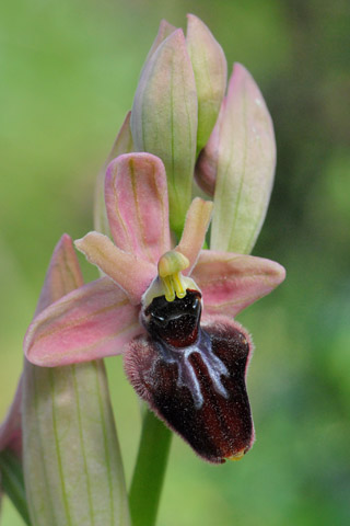 Ophrys incubacea x tenthredinifera ssp. neglecta