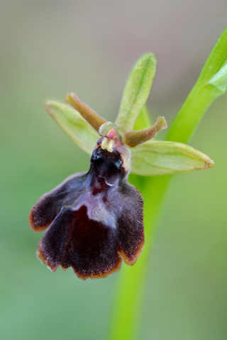 Ophrys insectifera x passionis