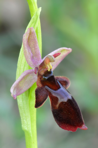 Ophrys insectifera x scolopax