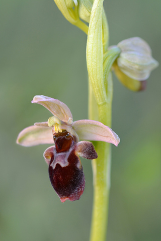 Ophrys insectifera x scolopax