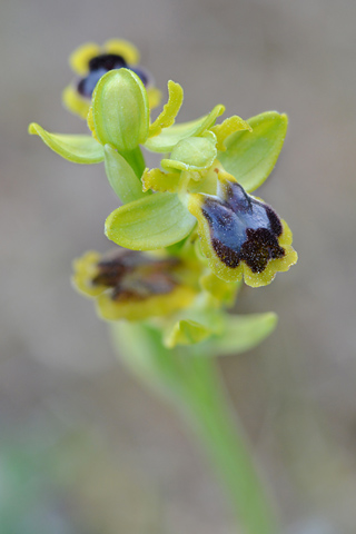 Ophrys laurensis