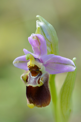 Ophrys heldreichii x leochroma