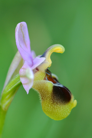 Ophrys leochroma