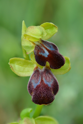Ophrys lucana