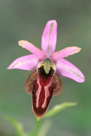 Ophrys incubacea x lunulata
